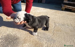 Bulldog Inglés perros en venta: Bulldog ingles preciosa hembra  - Imagen 1