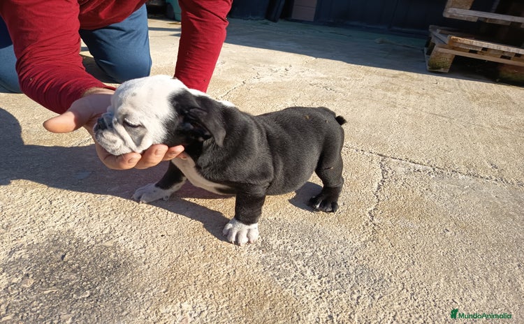 Bulldog Inglés perros - Anuncio 1