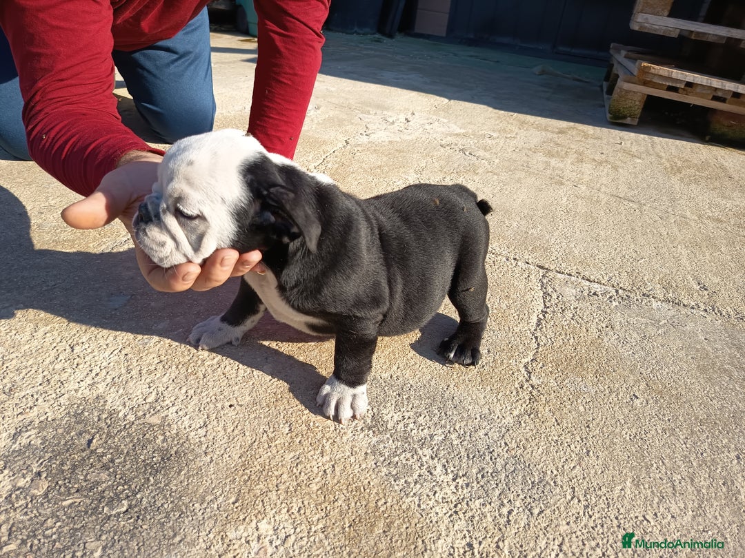 Bulldog Inglés perros en venta: Bulldog ingles preciosa hembra  - Imagen 1
