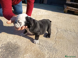 Bulldog Inglés perros - Anuncio 32