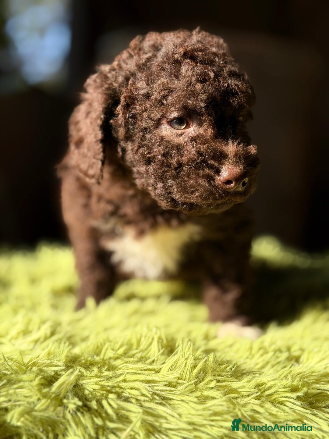 Perro de Agua Español perros en venta: PERRO DE AGUA ESPAÑOL CHOCOLATE  - Anuncio 3