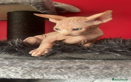Sphynx gatos en venta: Sphynx de pura raza - Imagen 3