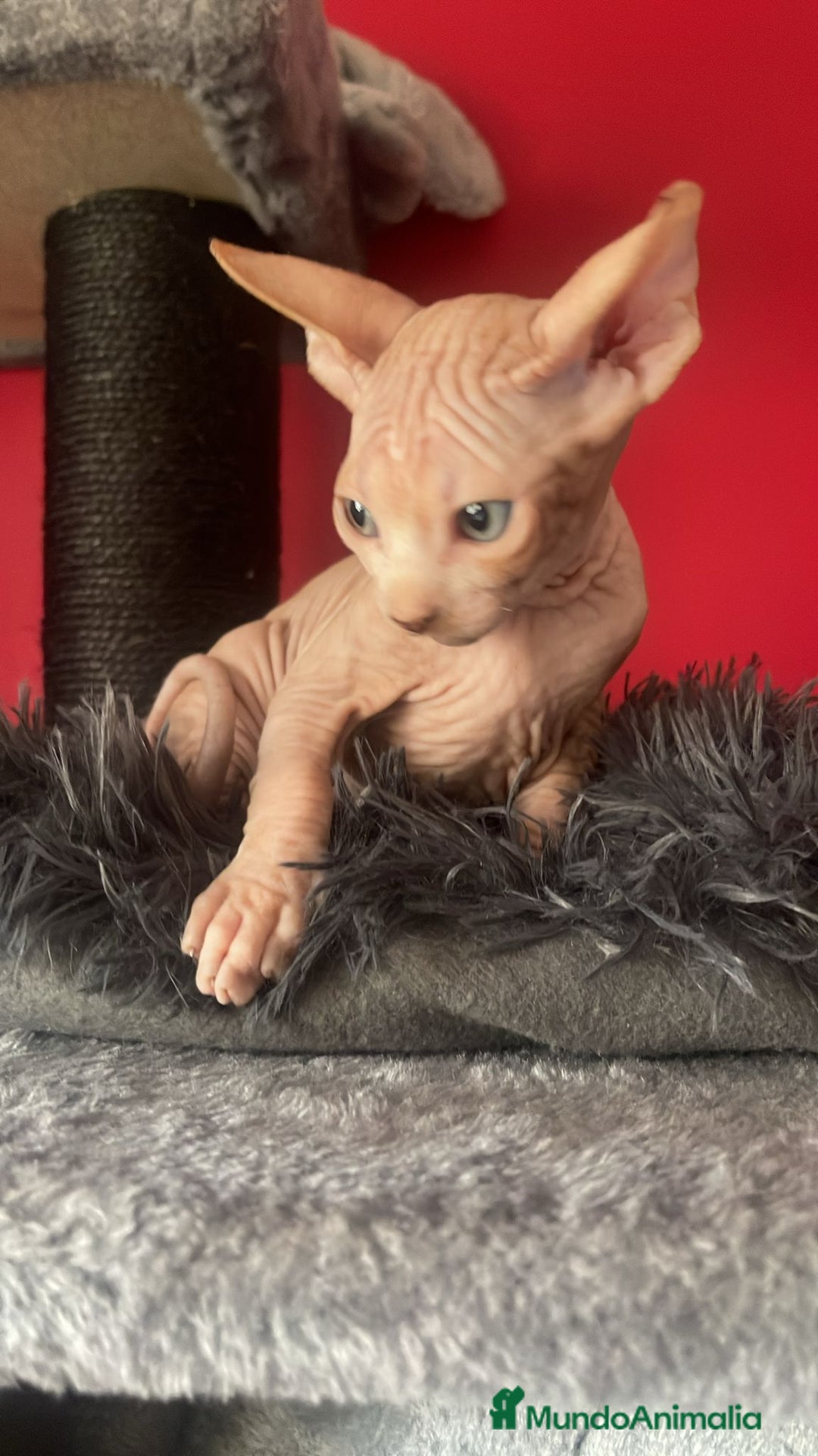 Sphynx gatos en venta: Sphynx de pura raza - Imagen 3