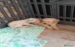 Labrador Retriever perros en venta: Labrador retriever dorado  - Imagen 4