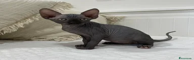 Sphynx 3