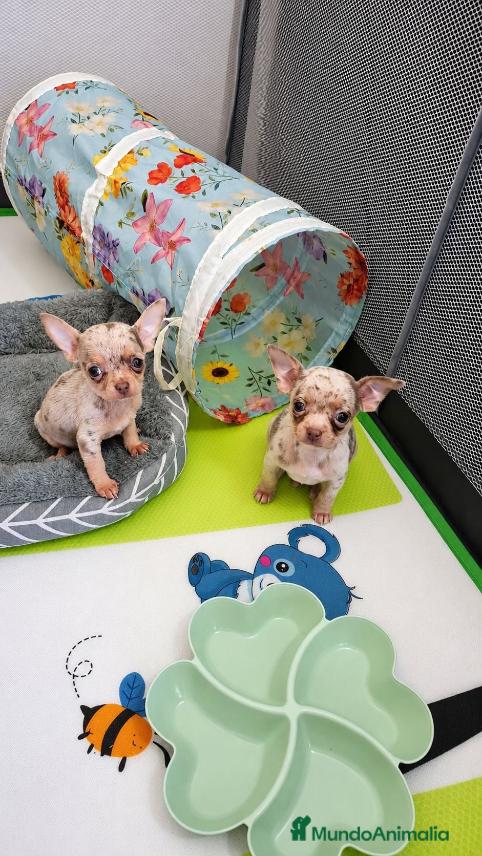 Chihuahua perros Chihuahuas merles exoticos - Anuncio 2