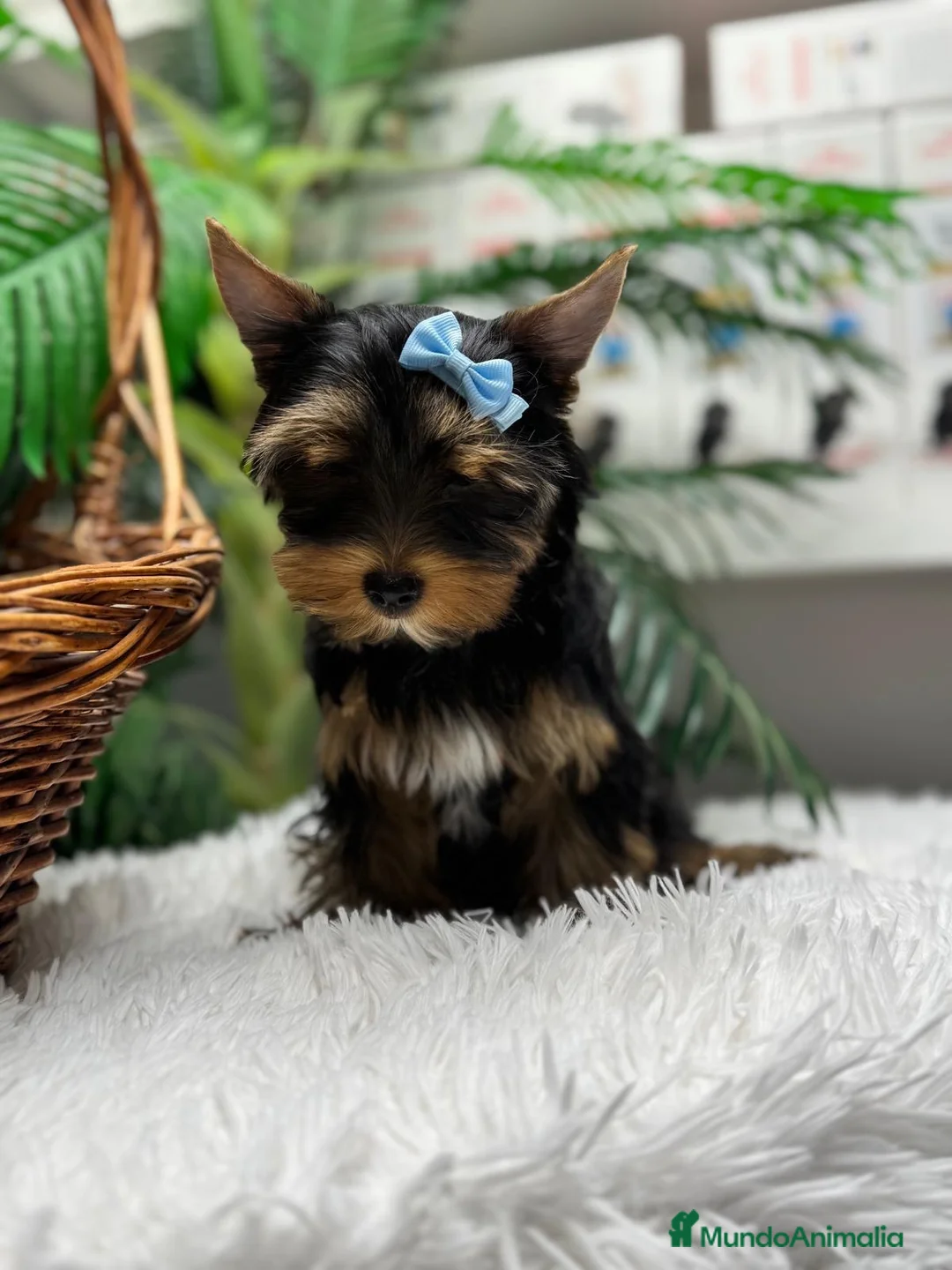 Yorkshire Terrier perros en venta: YORKSHIRE TERRIER  - Anuncio 24