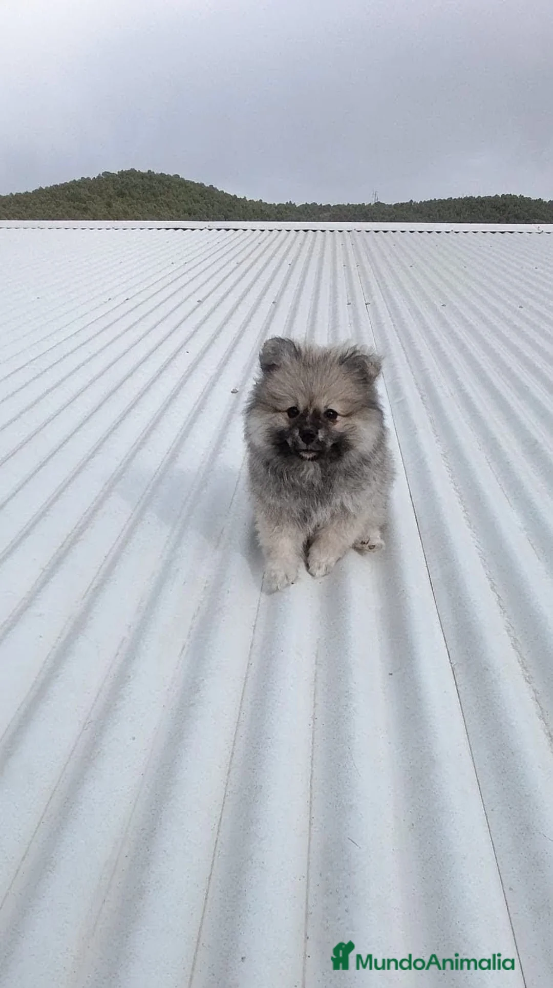 Pomerania perros en venta: OFERTA POMERANIA MACHITO - Anuncio 2
