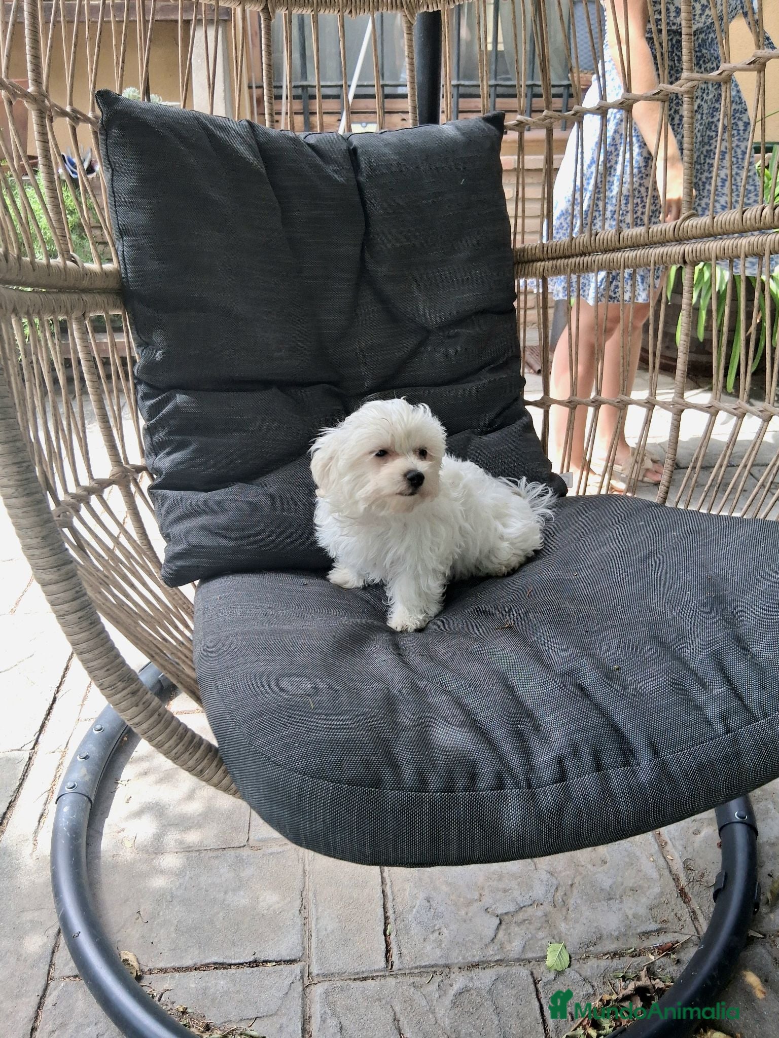 Bichón Maltés perros Bichón Maltés Americano - Anuncio 1