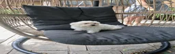 Bichón Maltés perros en venta: Bichón Maltés Americano - Anuncio 1