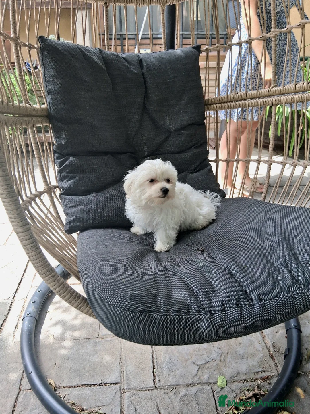 Bichón Maltés perros en venta: Bichón Maltés Americano - Anuncio 1