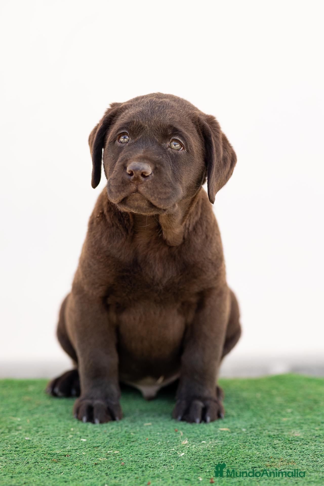 Labrador Retriever perros en venta: LABRADOR CHOCOLATE DISPONIBLE - Anuncio 2