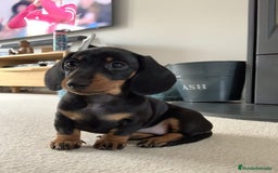 Teckel Miniatura perros en venta: TECKEL MINI - Imagen 1