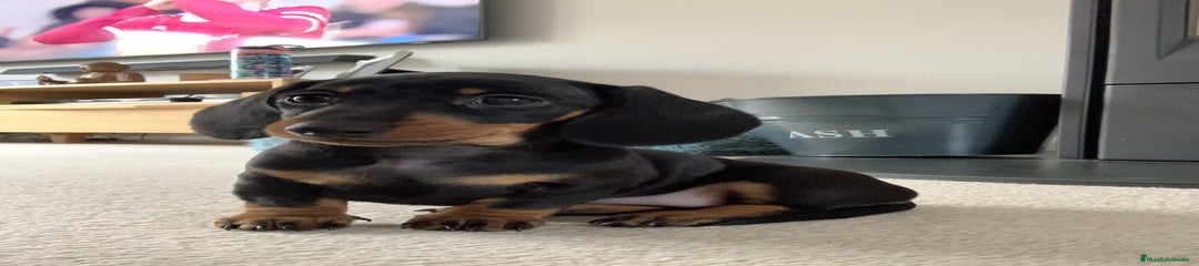 Teckel Miniatura Cachorro 1