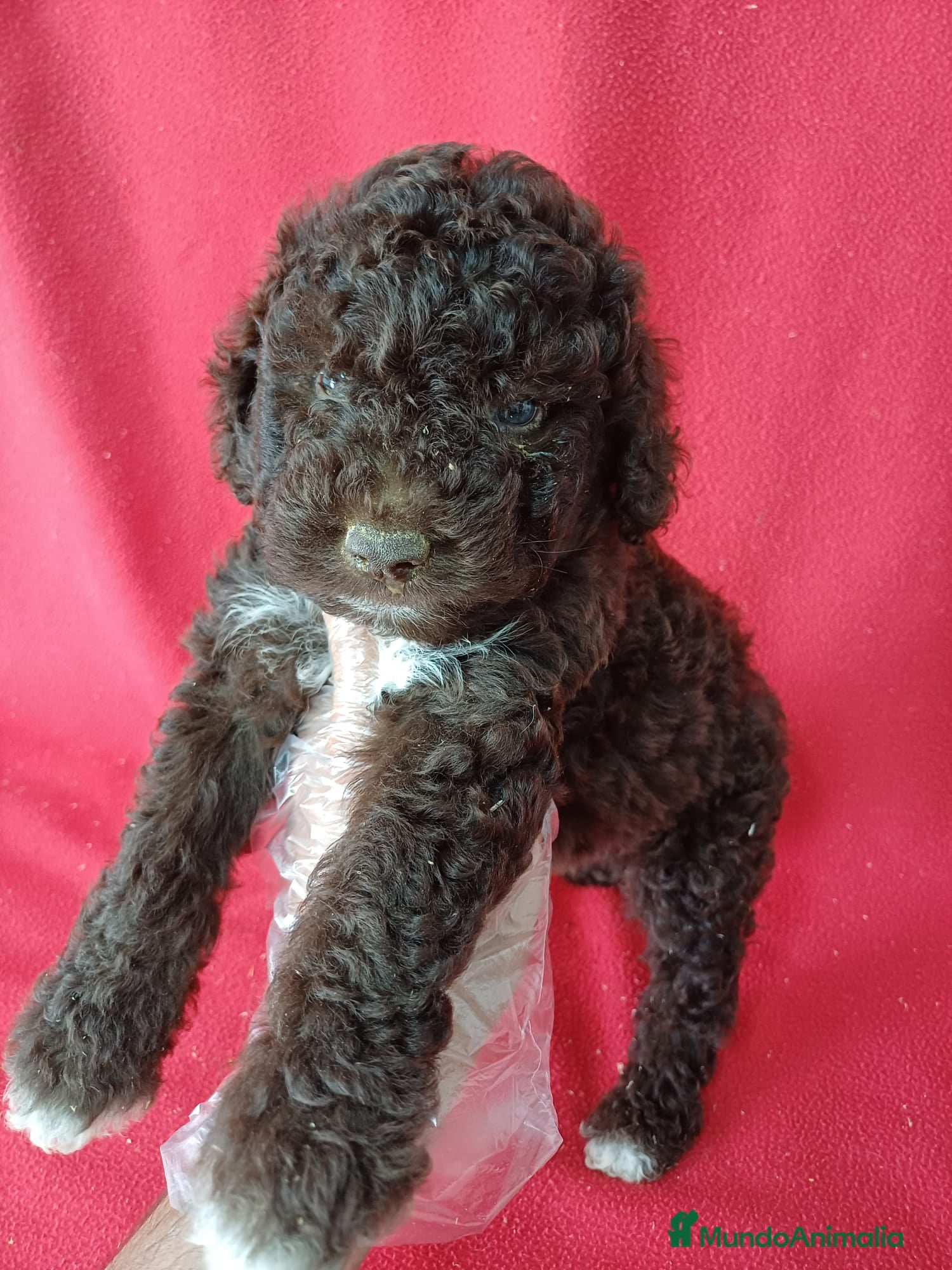 Perro de Agua Español perros Perro de Agua Español  - Anuncio 17