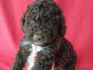 Perro de Agua Español perros Perro de Agua Español - Anuncio 1