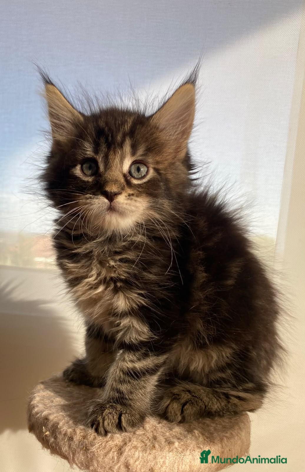 Maine Coon gatos Maine Coon - Anuncio 1
