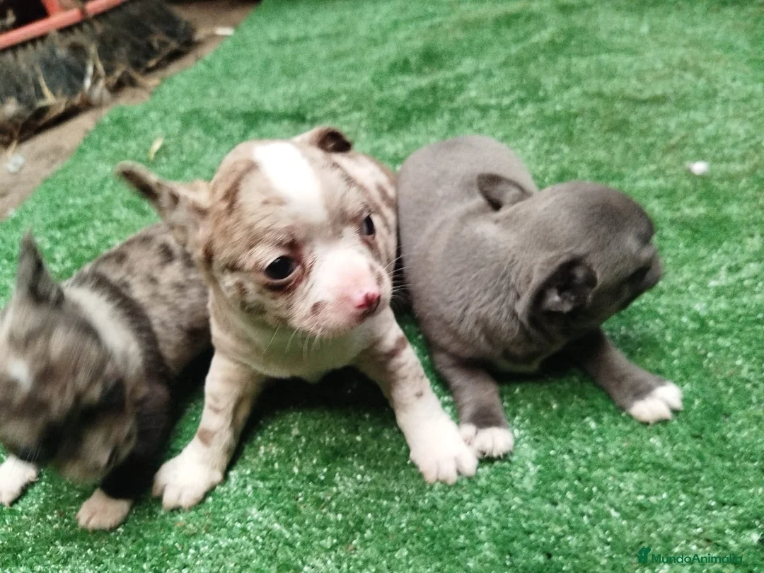 Chihuahua perros en venta: Espectacular camada de chihuahuas súper chatos en Sevilla - Anuncio 2