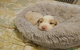 Pastor Australiano perros en venta: Espectacular camada de pastor Australiano. - Imagen 14