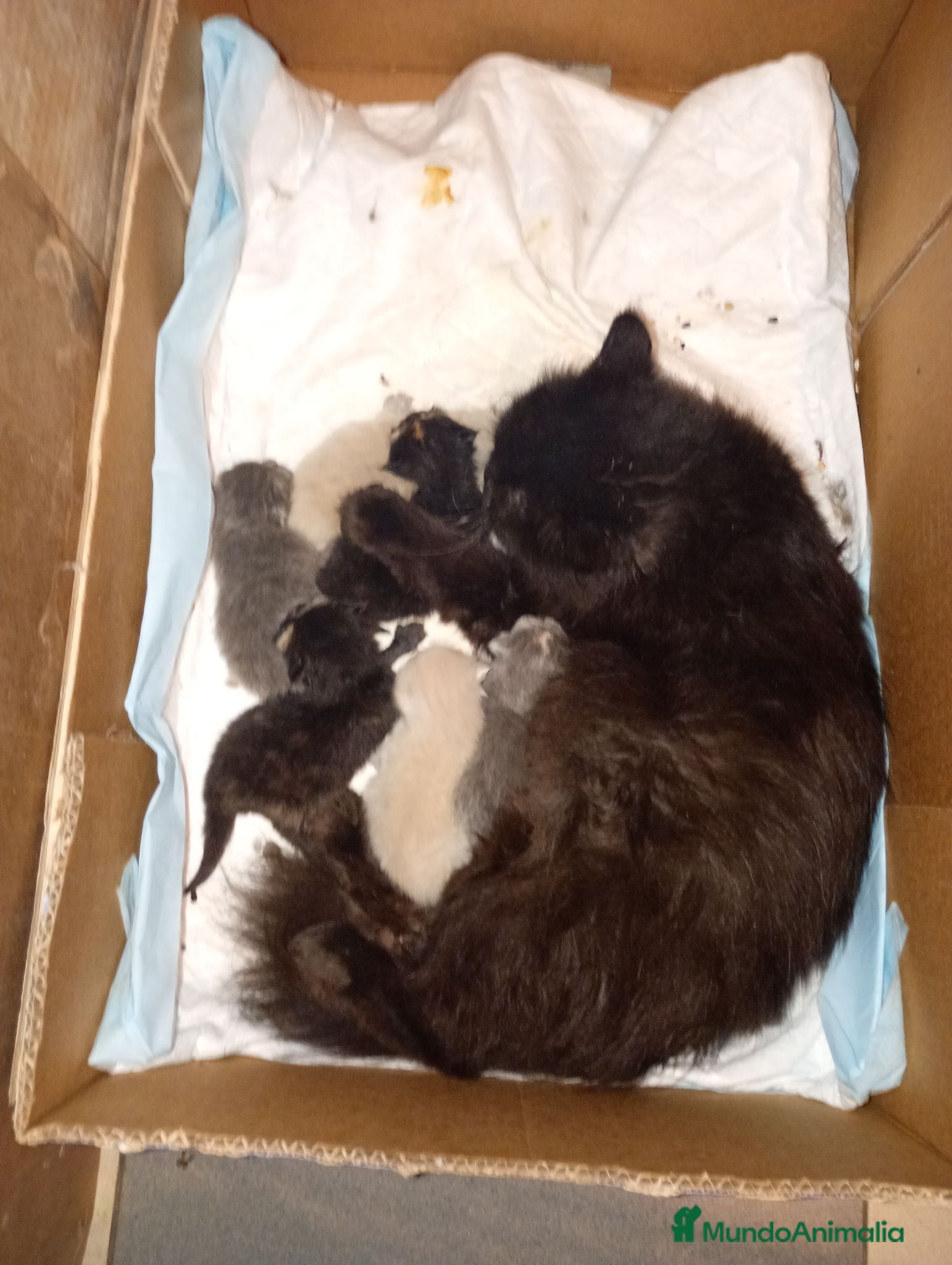 Persa gatos Gatitos persa himalayo  - Anuncio 2