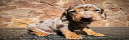 Teckel perros en venta: Teckel kanichen precio real - Anuncio 5