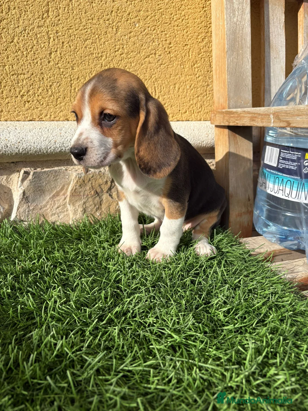 Beagle perros en venta: Cachorro macho de Beagle  - Anuncio 4