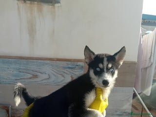 Husky Siberiano perros ‼️‼️husky siberianos - Anuncio 1