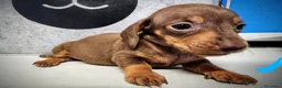 Teckel perros en venta: Teckel kanichen precio real - Anuncio 10