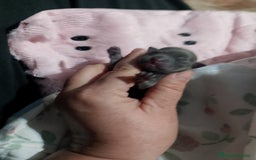 Chihuahua perros en venta: Parejita de chihuahua crema y otro azul - Anuncio 8