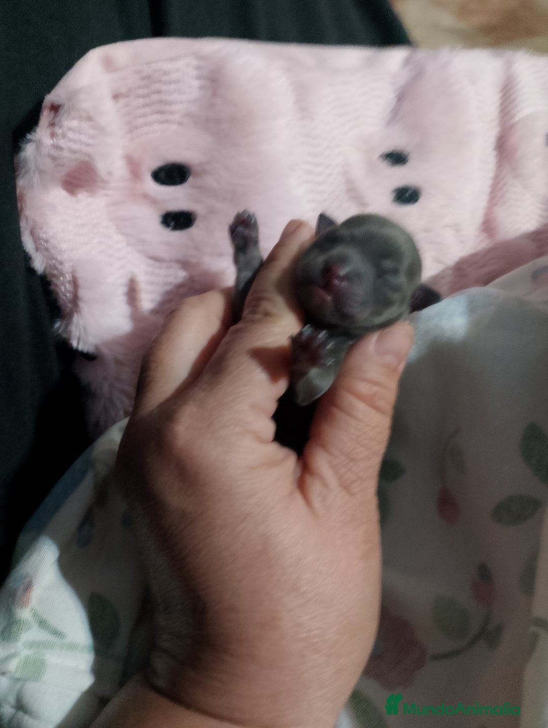 Chihuahua perros en venta: Parejita de chihuahua crema y otro azul - Anuncio 8