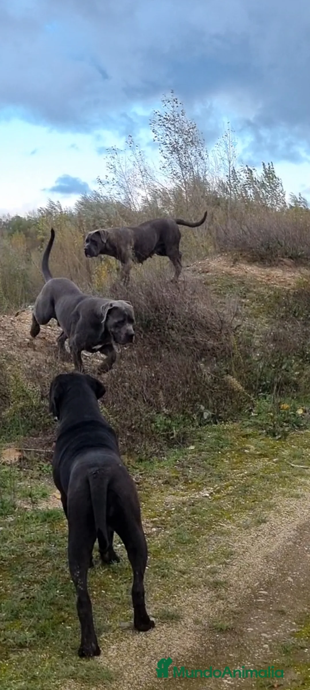 Imagen de galería {{count}}