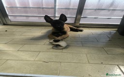 Pastor Belga Malinois perros en venta: Último cachorro de manilois !!! - Imagen 4