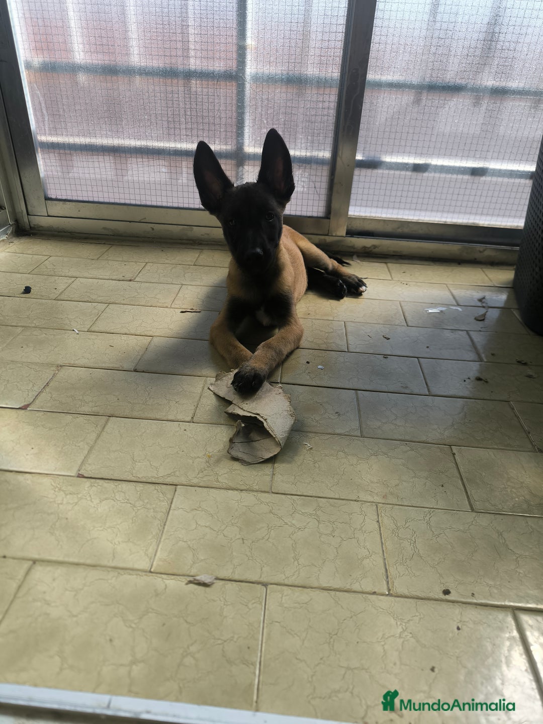 Pastor Belga Malinois perros en venta: Último cachorro de manilois !!! - Imagen 4