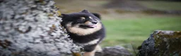 Pomsky perros en venta: Pomsky Toy F2a  - Anuncio 3