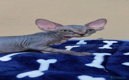 Sphynx gatos en venta: machito tabby  - Imagen 6