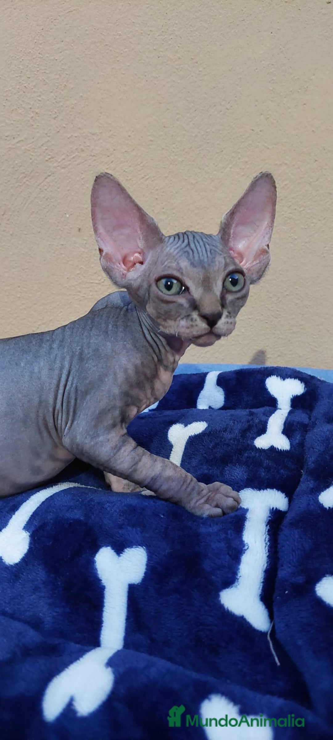 Sphynx gatos en venta: machito tabby  - Imagen 6