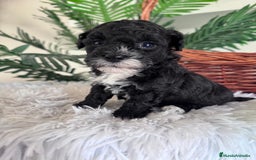 Caniche Toy perros en venta: CANICHE TOY HEMBRA - Imagen 1