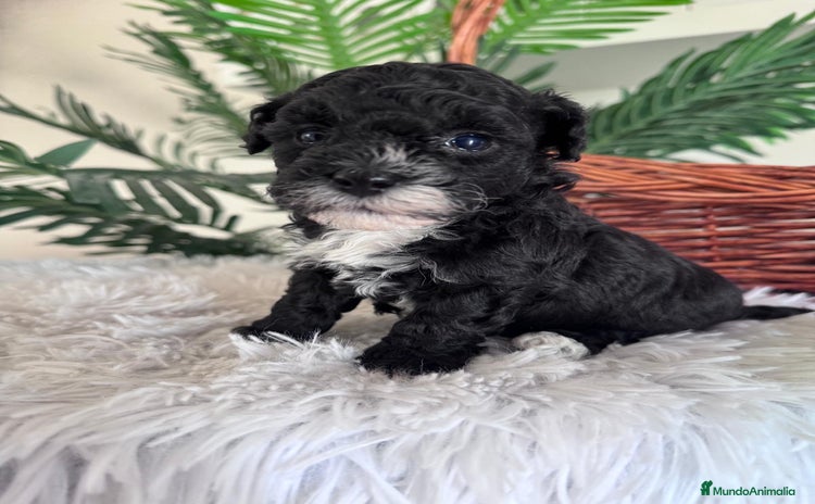 Caniche Toy perros - Anuncio 1