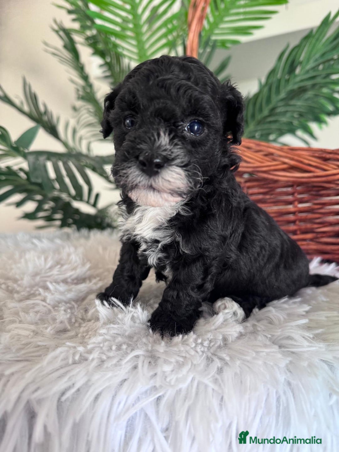 Caniche Toy perros en venta: CANICHE TOY HEMBRA - Imagen 1