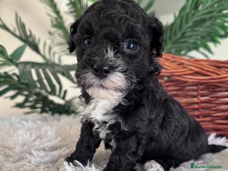 Caniche Toy perros - Anuncio 1