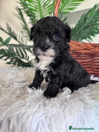 Caniche Toy perros - Anuncio 2