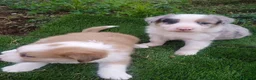 Border Collie perros en venta: Precioso border collie - Anuncio 1