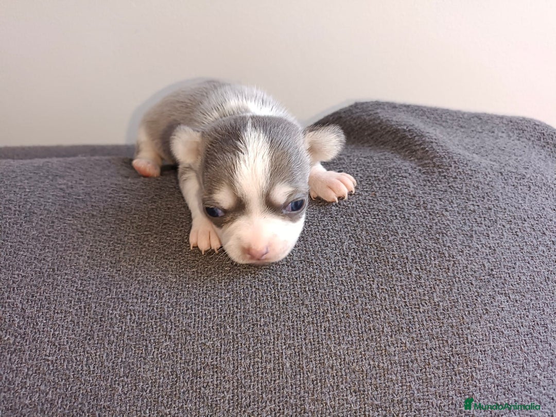 Chihuahua perros en venta: Chihuahua mini toy  - Imagen 13