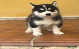 Husky Siberiano perros en venta: cachorros de husky siberiano - Imagen 9