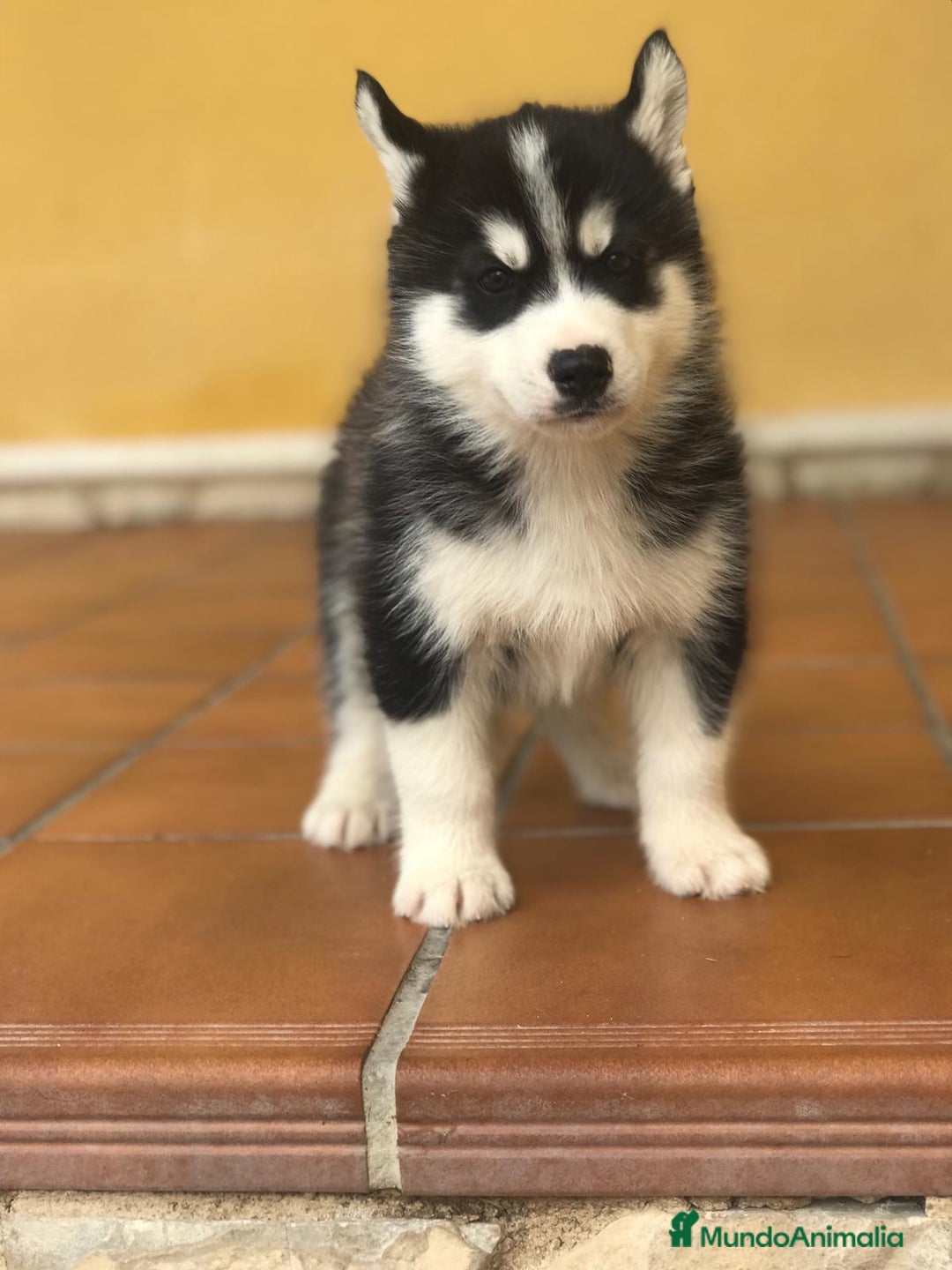 Husky Siberiano perros en venta: cachorros de husky siberiano - Imagen 9