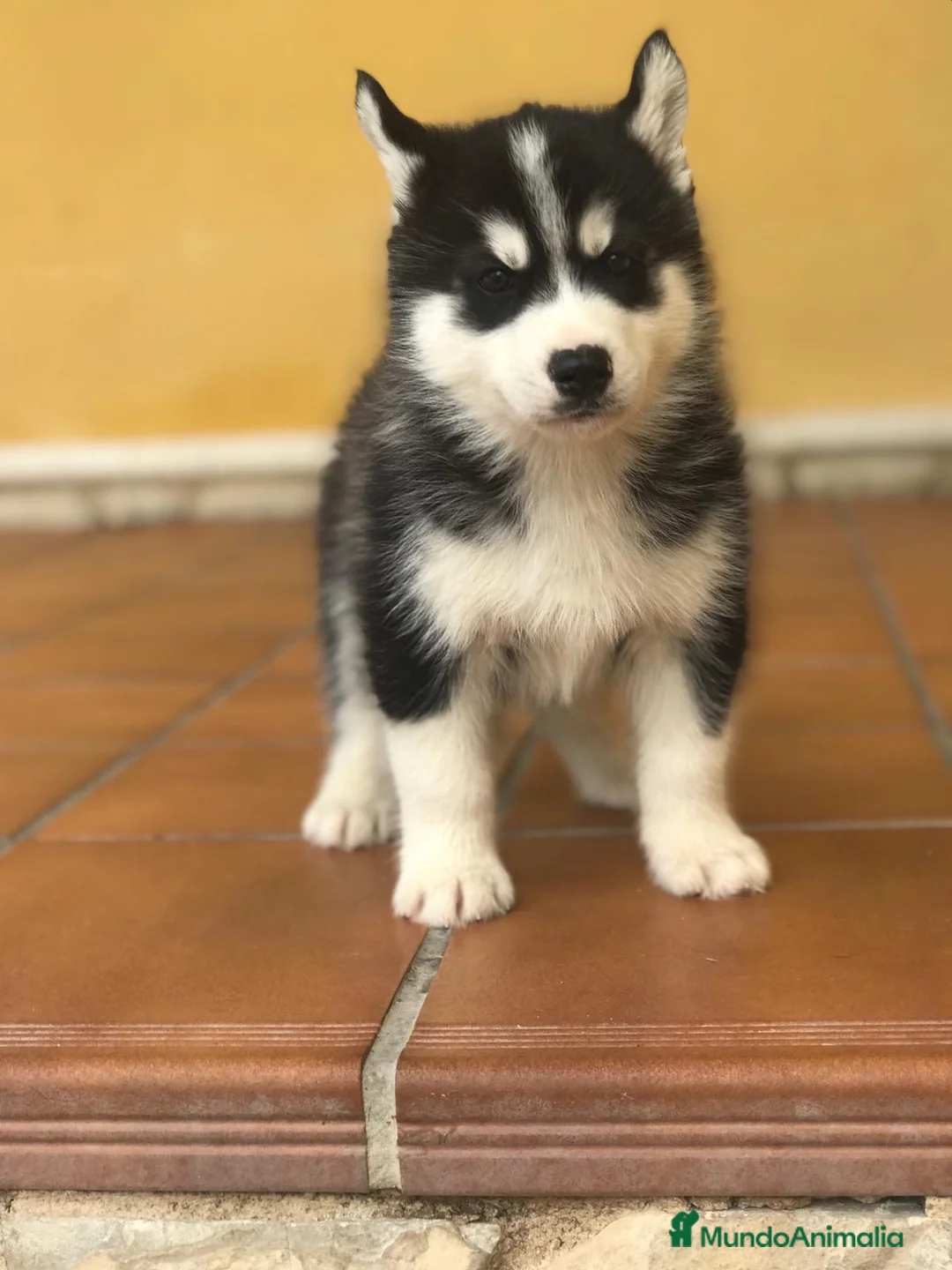 Husky Siberiano perros en venta: cachorros de husky siberiano - Anuncio 9