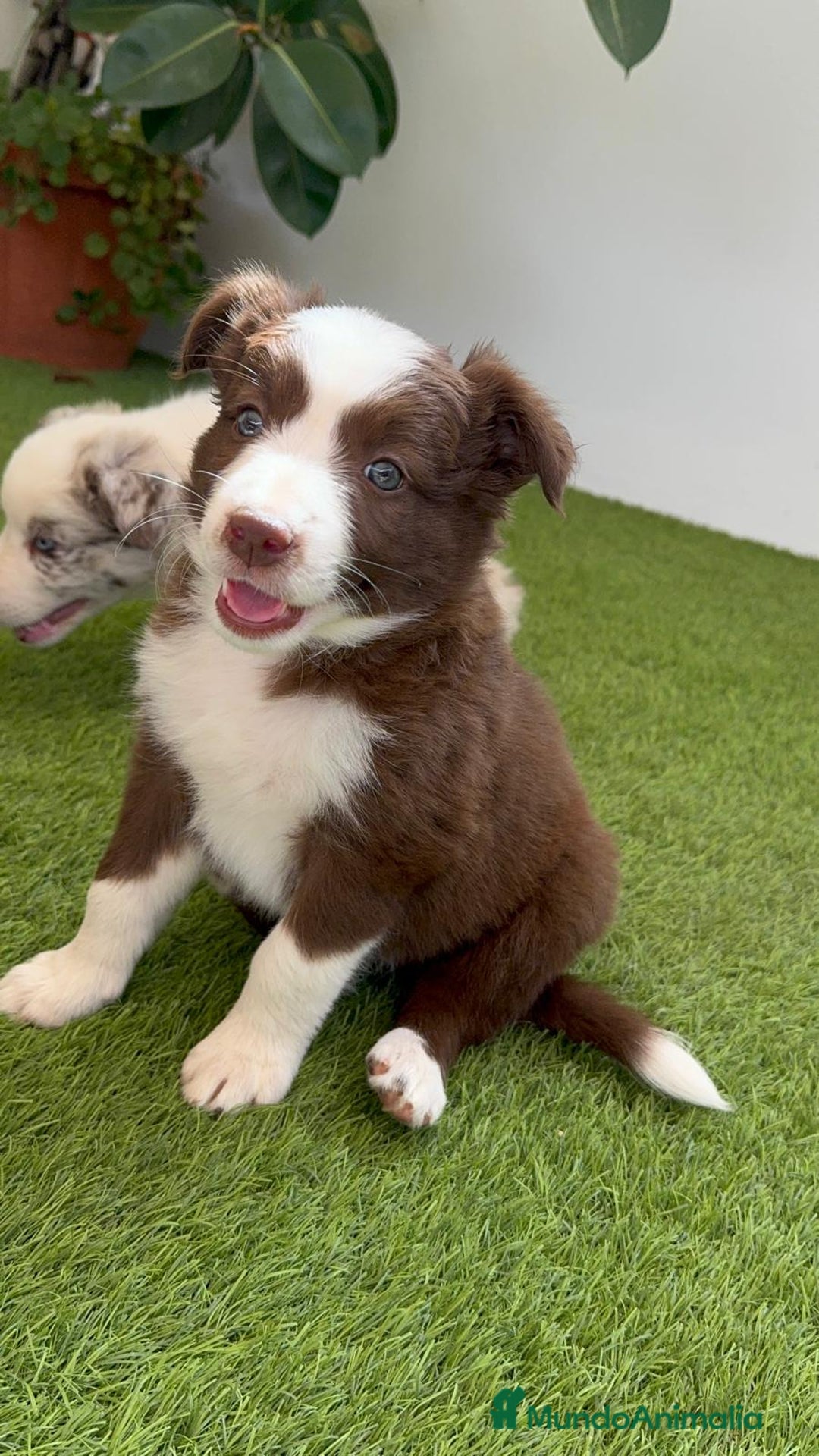 Border Collie perros en venta: BORDER COLLIE HEMBRA  - Imagen 12