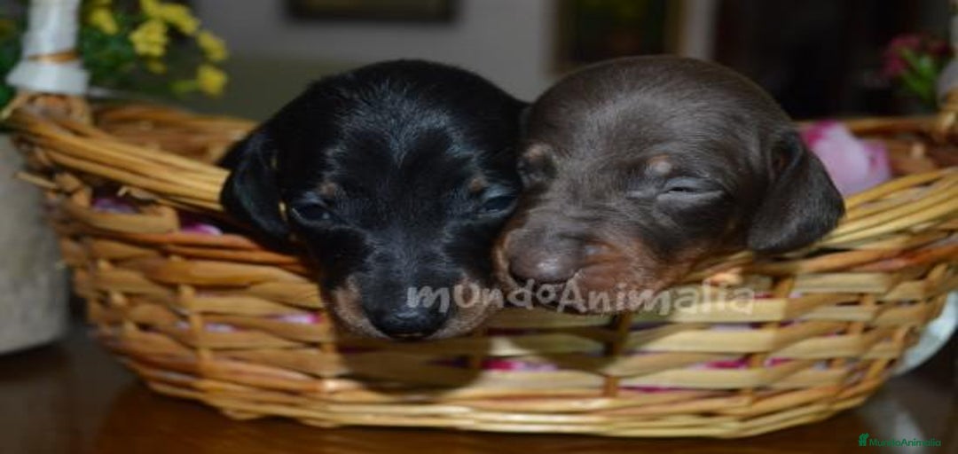 Imagen de galería {{count}}