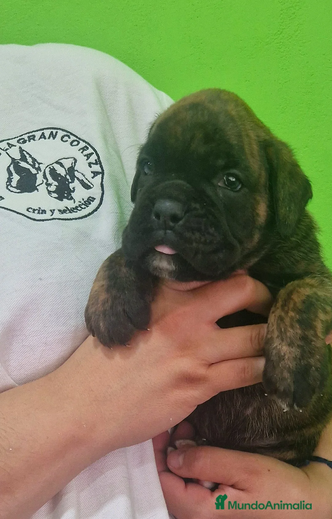 Boxer perros en venta: Cachorros boxer - Anuncio 9