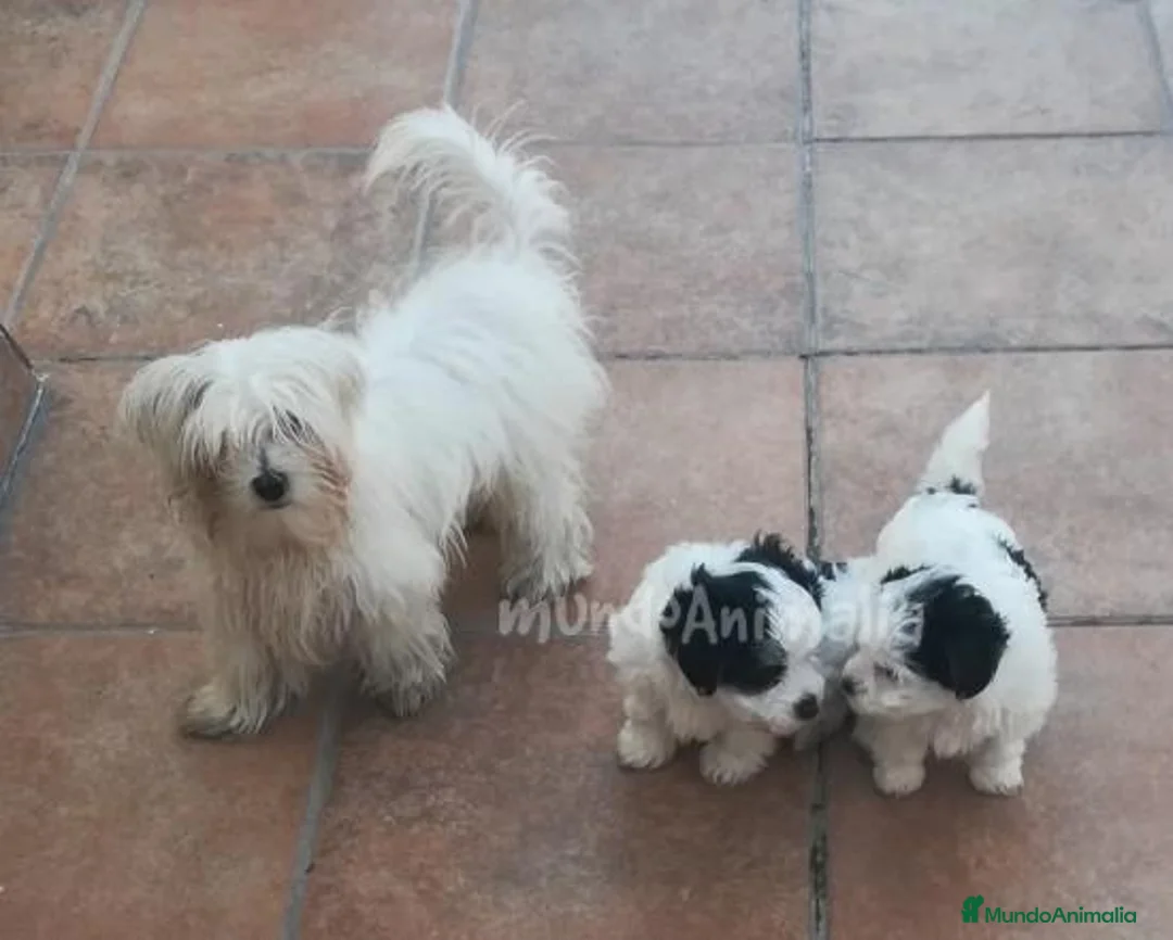 Imagen de galería {{count}}